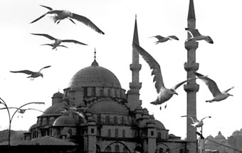 Mosque and seagulls, Turkey