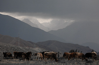 Cows Kirgizia
