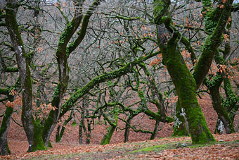 Greece Oaks