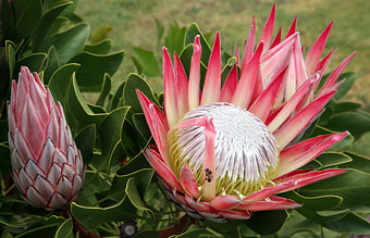 Protea, the symbol of South Africa