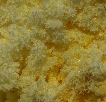 selfborn sulfur