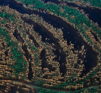 forest after fire