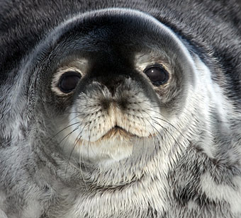 Seal