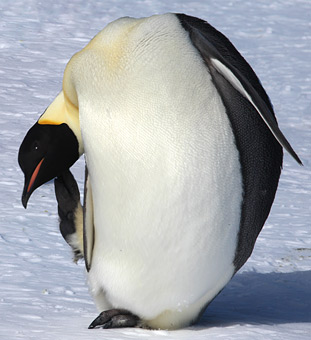 penguin