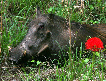 wildebeast, Zimbabwe